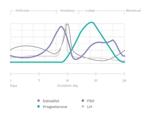 Ava Chart Hormones Phases new